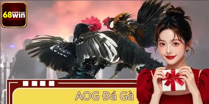 AOG Đá Gà 68WIN – Trực Tiếp HD Sắc Nét, Cập Nhật Kèo Nhanh