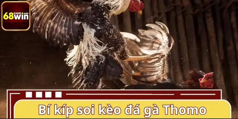 Bí kíp soi kèo đá gà Thomo trực tuyến luôn giành lợi thế