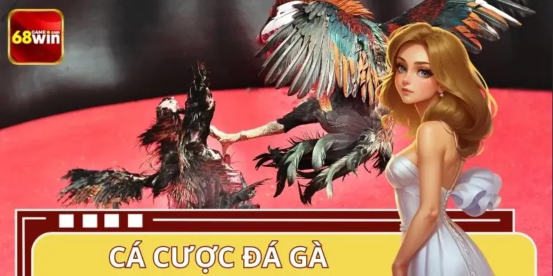 Cá Cược Đá Gà 68WIN – Những Lưu Ý Quan Trọng Cho Người Mới