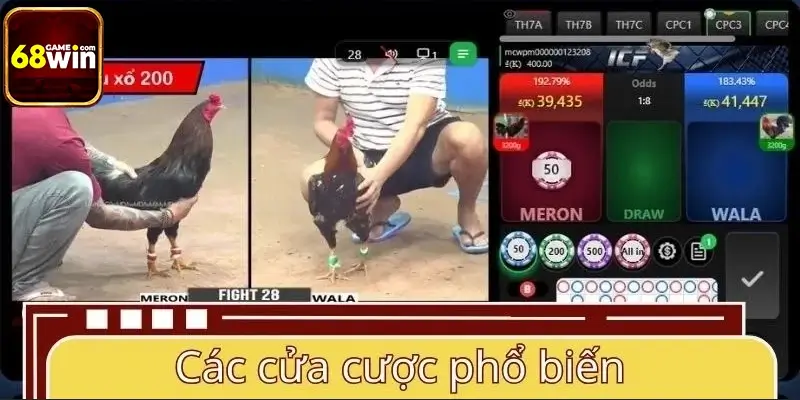 Các cửa cược phổ biến trong sàn đá gà Philippines