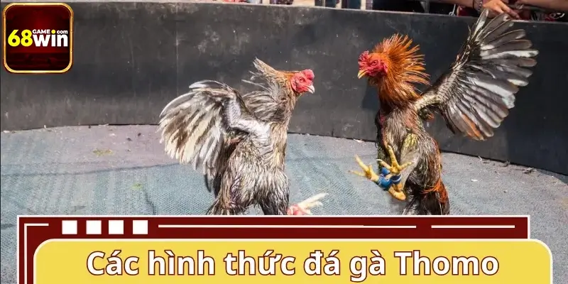 Các hình thức đá gà Thomo phổ biến nhất tại nhà cái 2026
