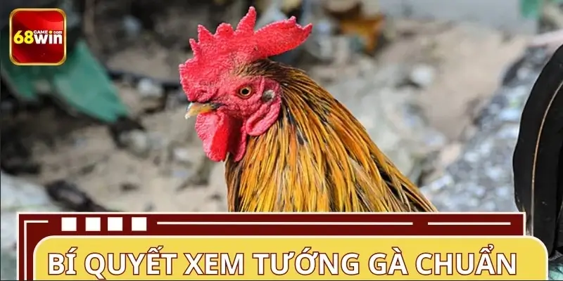 Cách xem tướng gà trước trận siêu chuẩn