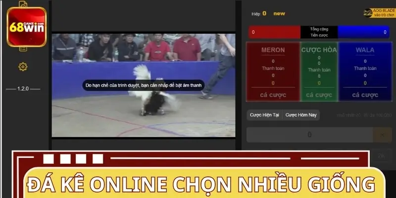 Đá kê online thường chọn giống kê nào chiến đấu? Đá kê online thường chọn giống kê nào chiến đấu?