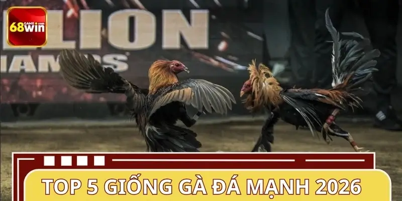 Điểm danh năm giống gà đá mạnh nhất 2026 Điểm danh năm giống gà đá mạnh nhất 2026