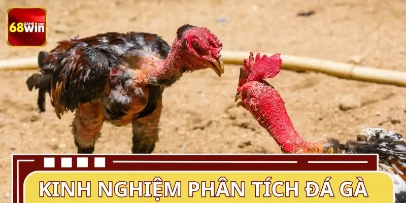 Kinh nghiệm theo dõi và phân tích đá gà hiệu quả