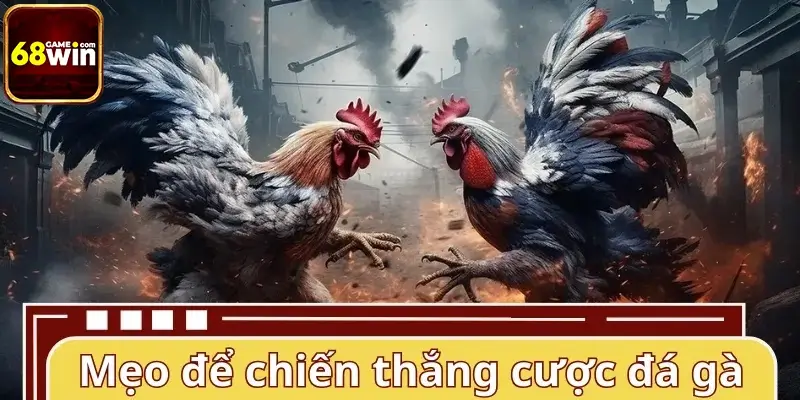 Mẹo hay để chiến thắng cược đá gà cựa sắt 68WIN