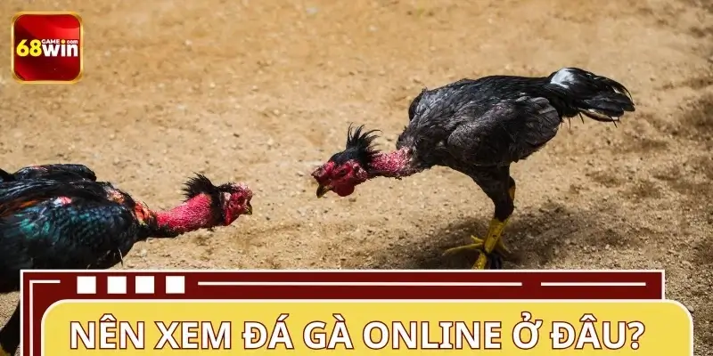 Nên xem cá cược đá gà ở đâu hiện nay?