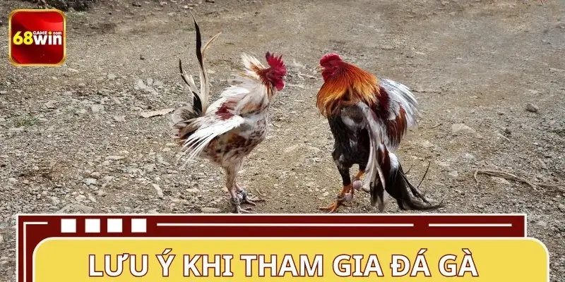 Tổng hợp những lưu tâm khi cá cược đá gà