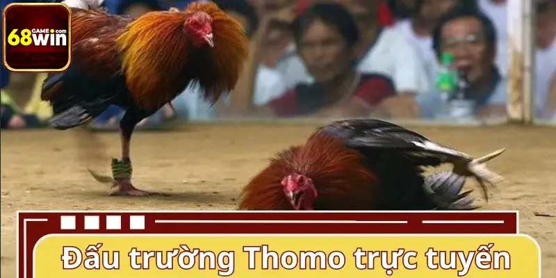 Tổng quan về đấu trường đá gà Thomo trực tuyến