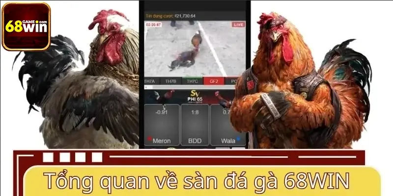 Tổng quan về sàn đá gà 68WIN Tổng quan về sàn đá gà 68WIN