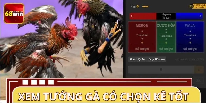 Xem tướng gà có chọn được giống kê đấu tốt không?