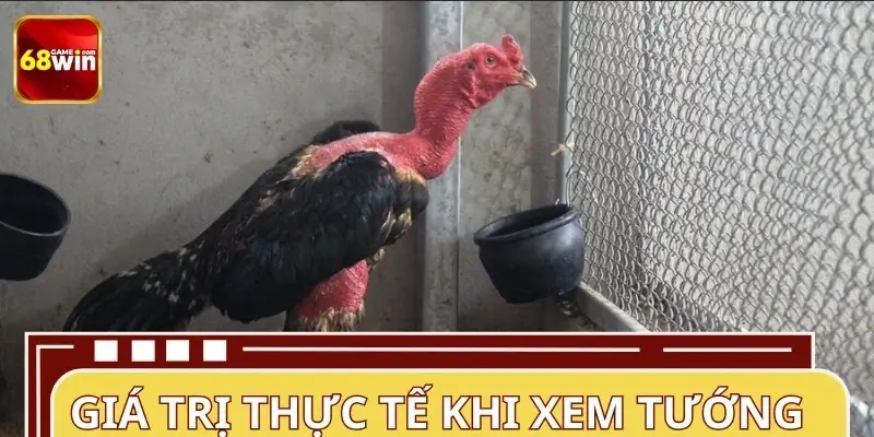 Ý nghĩa của việc xem tướng gà chuẩn